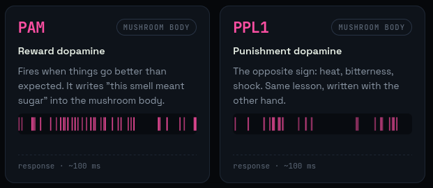 A screenshot of the fruit fly reward and punishment dopamine pathways.